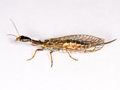 Xanthostigma xanthostigma